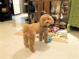 海口新型宠物寄养方式受追捧爱犬在家可享上门服务