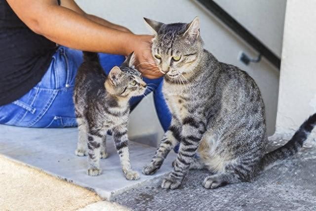 猫咪对你有好感有哪些表现