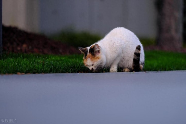 为什么收养的流浪猫养不熟总想跑