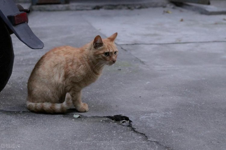 为什么收养的流浪猫养不熟总想跑