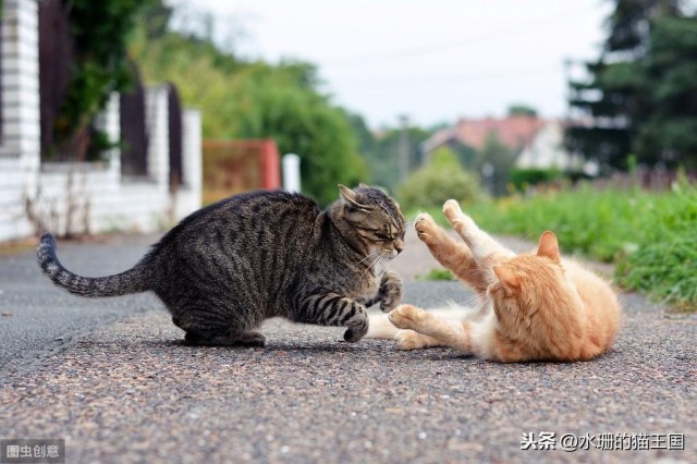 猫咪小测试5道题目测试你的猫有多聪明