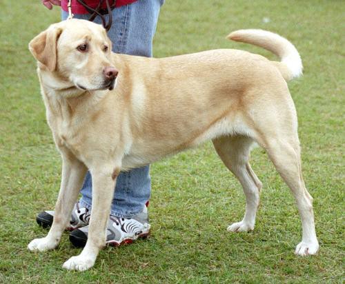 喂养拉布拉多犬每天应该喂食多少次