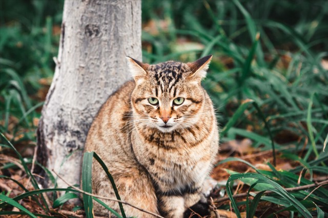 什么猫对主人忠心国产猫上榜了耶