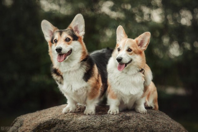 迷你长腿犬？不，它们是彭布罗克威尔士柯基犬！