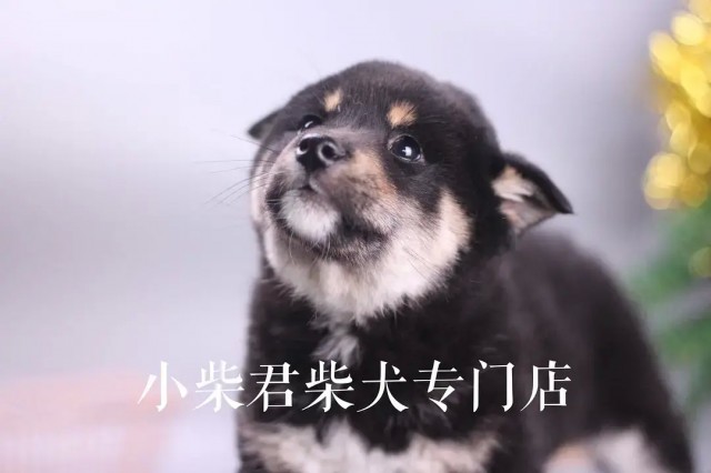 怎么挑选柴犬幼犬纯种柴犬标准及图片