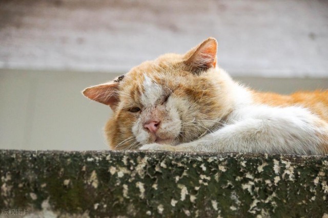 你知道猫咪即将去世的征兆和表现吗？